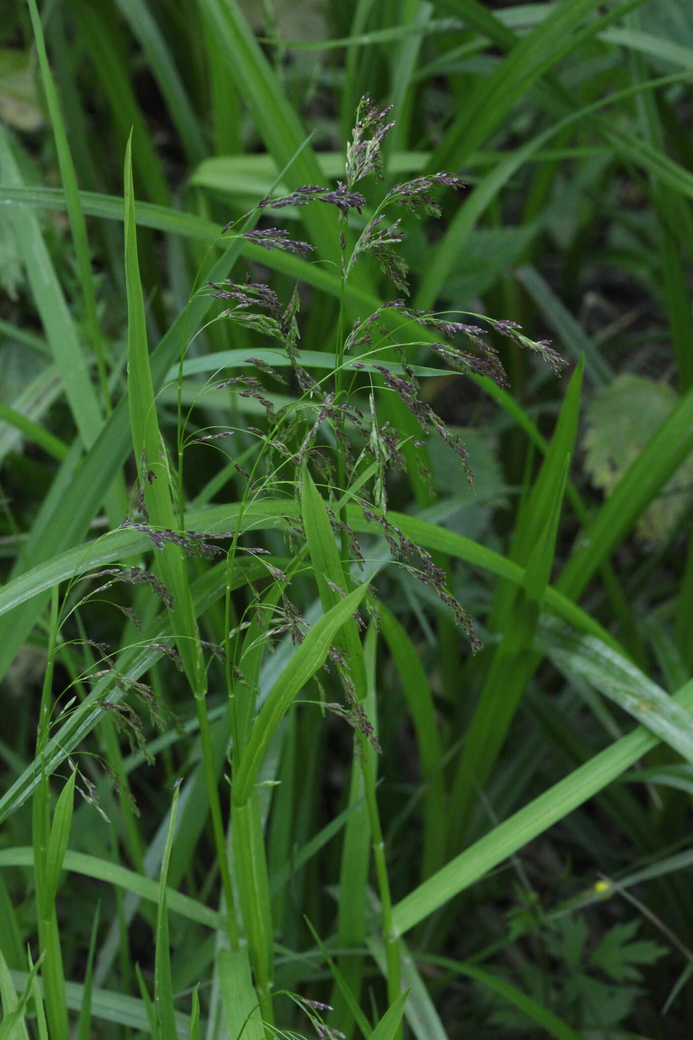 Image of Glyceria lithuanica (Gorski) Gorski