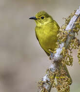 Image of Acritillas Oberholser 1905