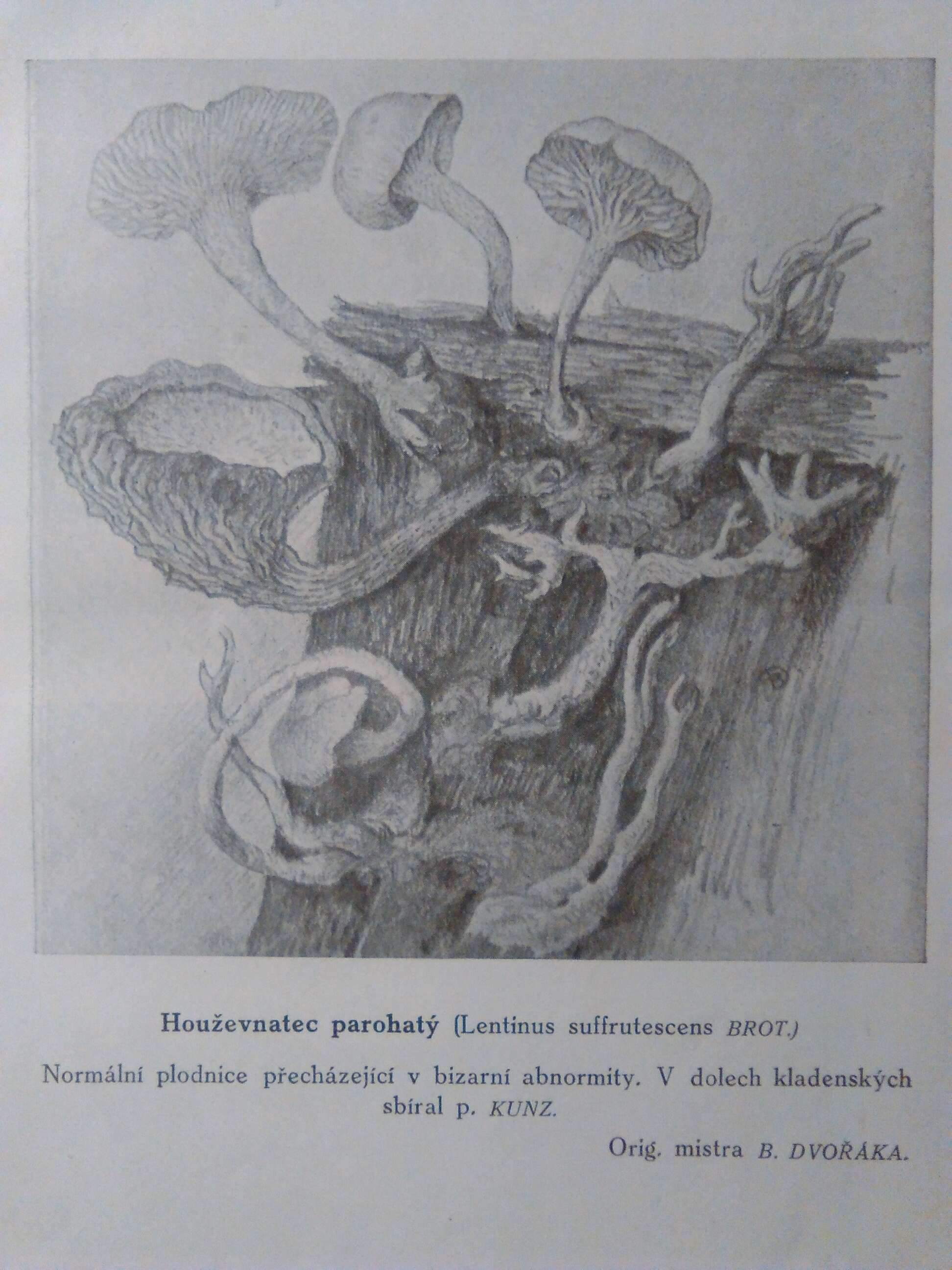 Image of Neolentinus lepideus (Fr.) Redhead & Ginns 1985