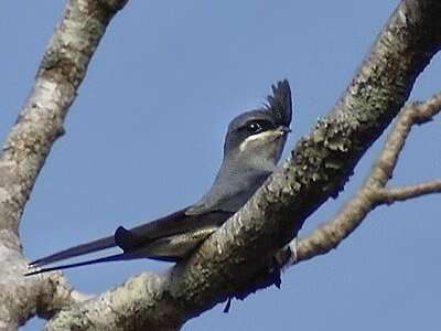 Image of Crested Treeswift