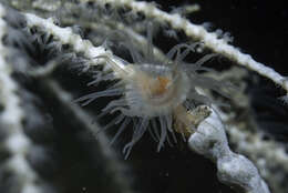 Image of Sea-fan anemone
