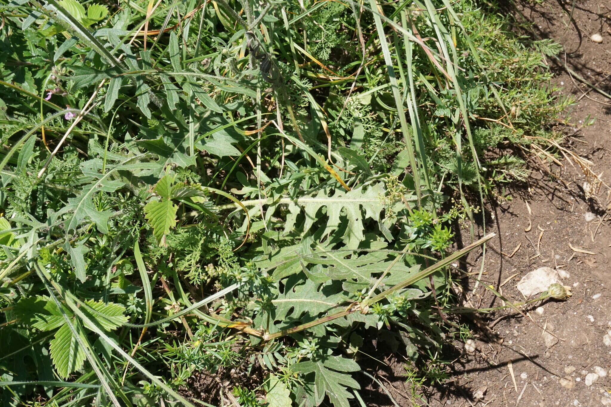 Image of Klasea radiata (Waldst. & Kit.) A. & D. Love