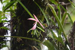 Image of Billbergia distachia (Vell.) Mez