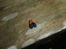 Image of Black-and-yellow Lichen Moth