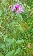 Centaurea phrygia L. resmi