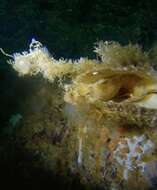 Image of Decorated Warbonnet