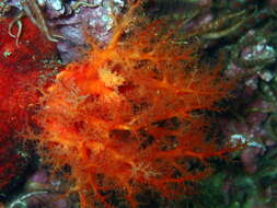 Image of Scarlet psolus