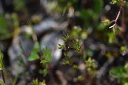Image of Sabulina mediterranea (Link) Rchb.
