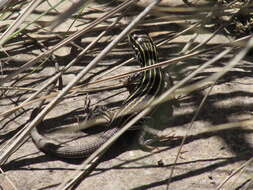 Image of Chihuahuan spotted whiptail