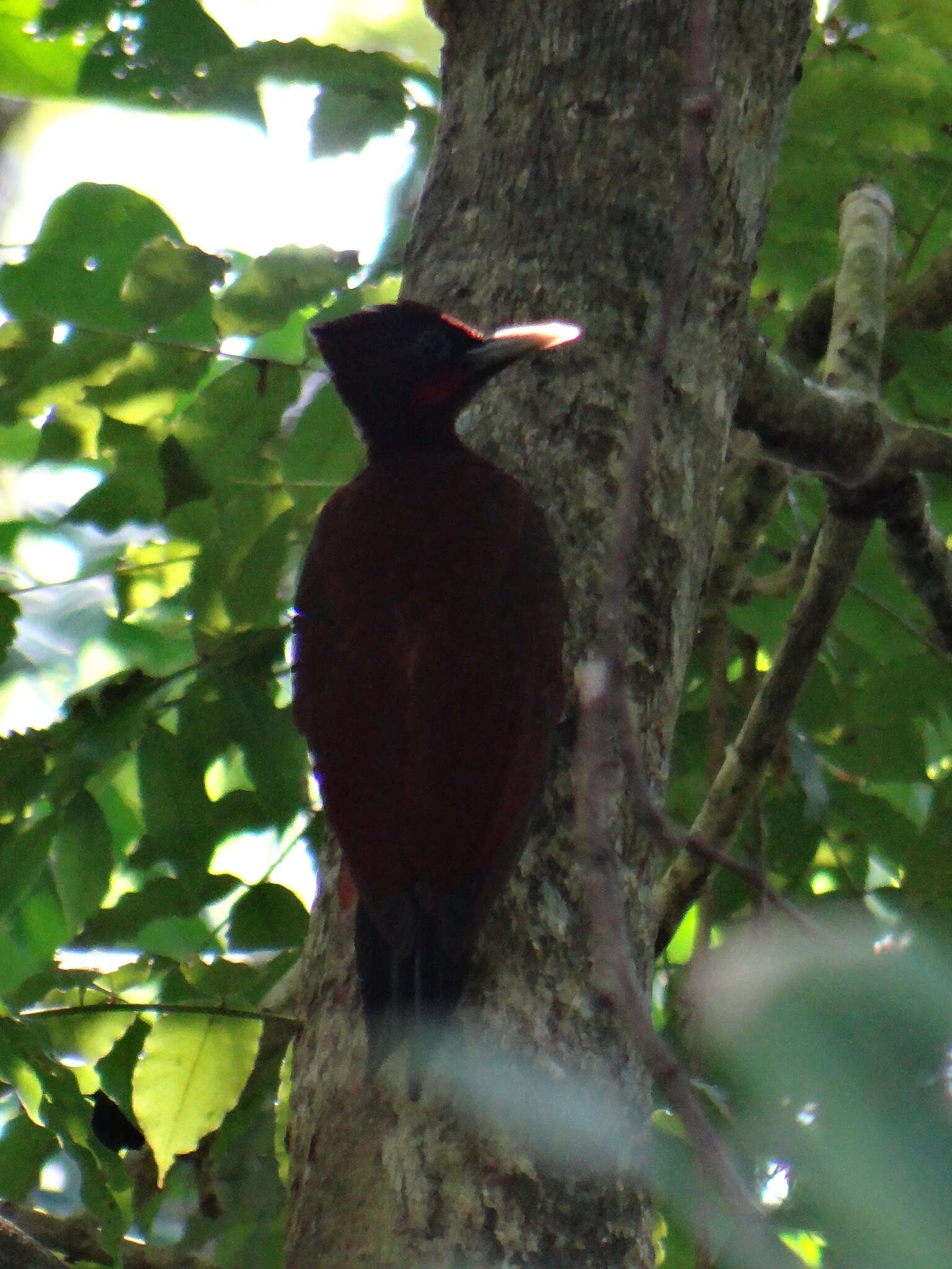 Image of Chestnut Woodpecker