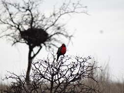 Image of Long-tailed Meadowlark