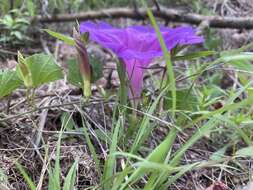 Ipomoea noctulifolia G. D. Mc Pherson resmi