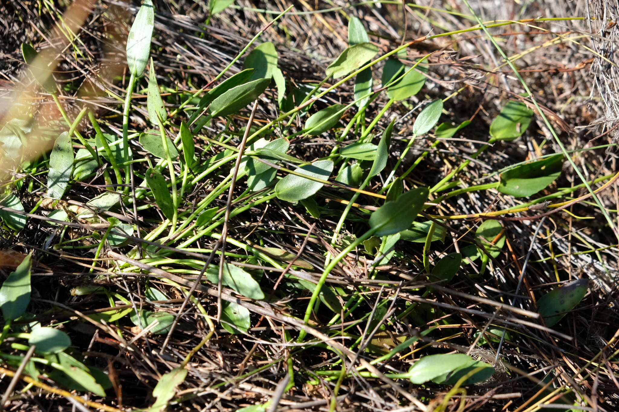 Image of Villarsia manningiana Ornduff