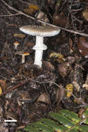 صورة Amanita australis G. Stev. 1962