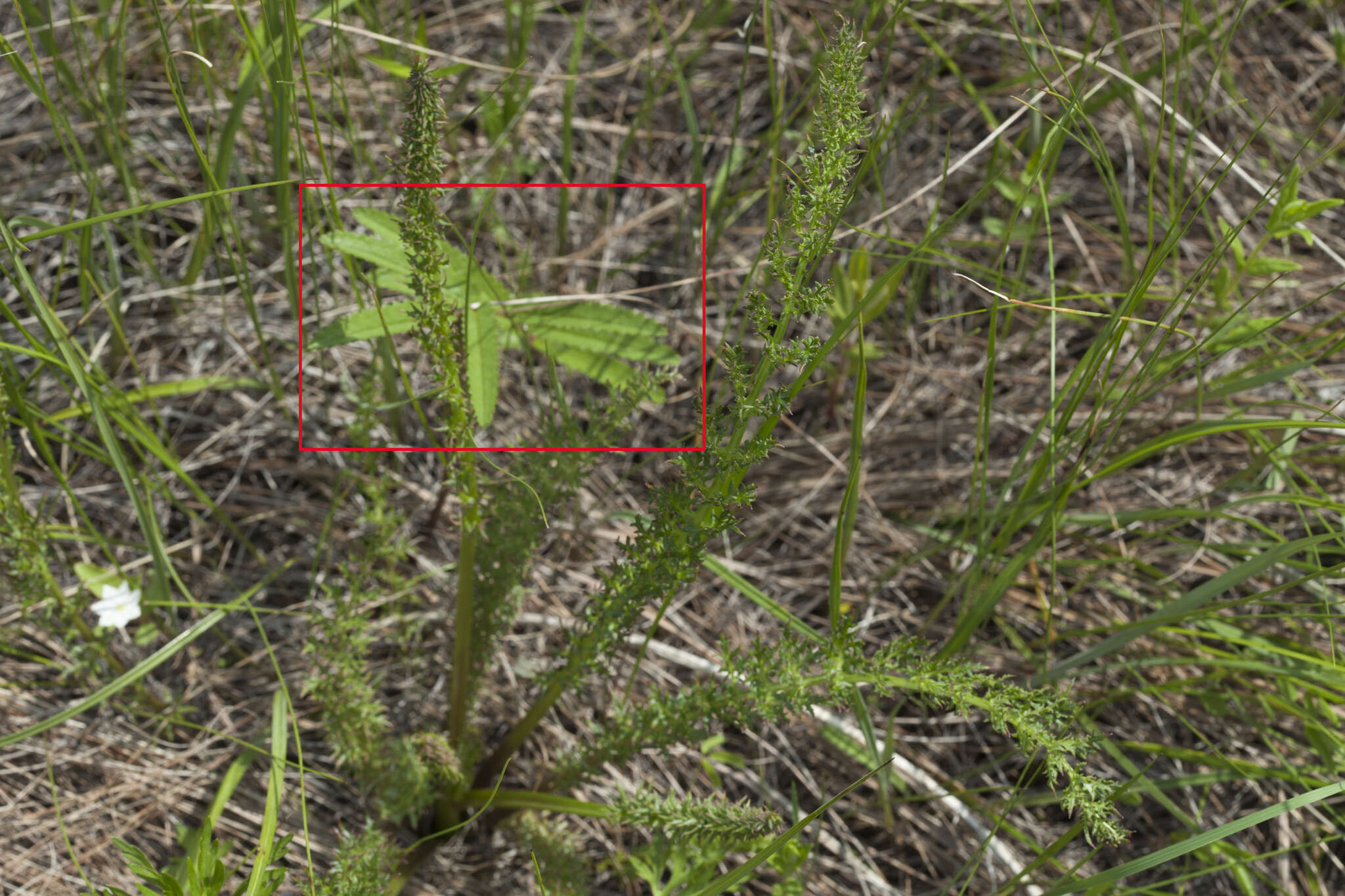 Image of Poterium tenuifolium var. alba (Trautv. & C. A. Mey.)