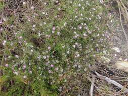 Image of Metalasia tenuifolia DC.