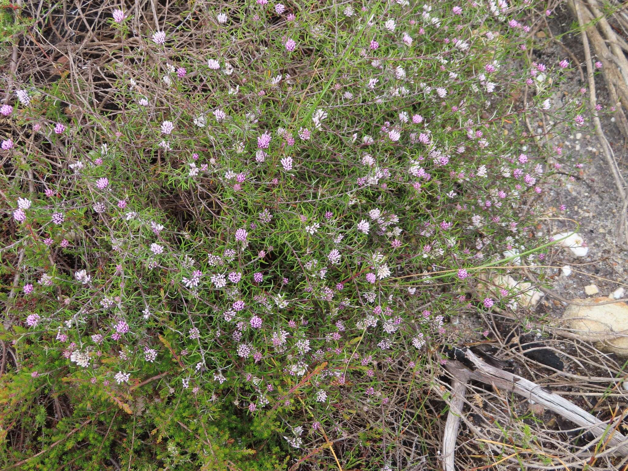 Image of Metalasia tenuifolia DC.