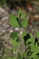 Plancia ëd Physalis arenicola Kearney