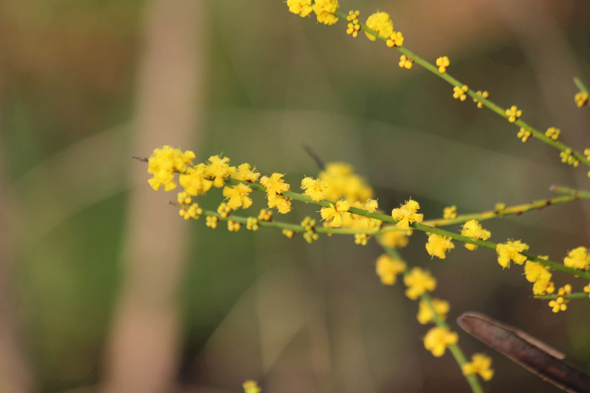 Слика од Acacia spinescens Benth.