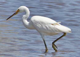 Image of Little Egret