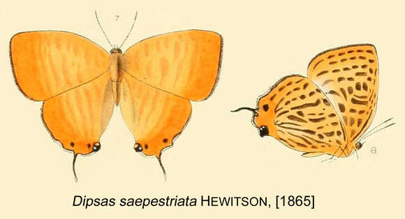 Image of Japonica saepestriata (Hewitson 1865)