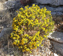 Image of turpentine bush