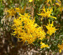 Image of turpentine bush