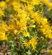 Image of turpentine bush