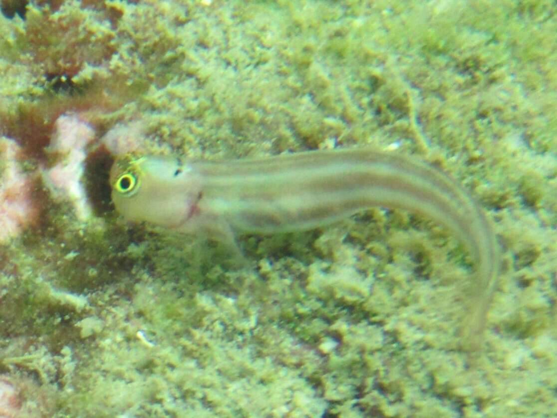 Image of Lubbock&#39;s combtooth-blenny