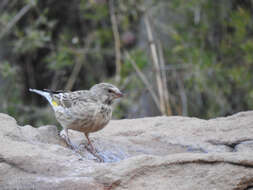 Image of Crithagra atrogularis impigra (Clancey 1959)