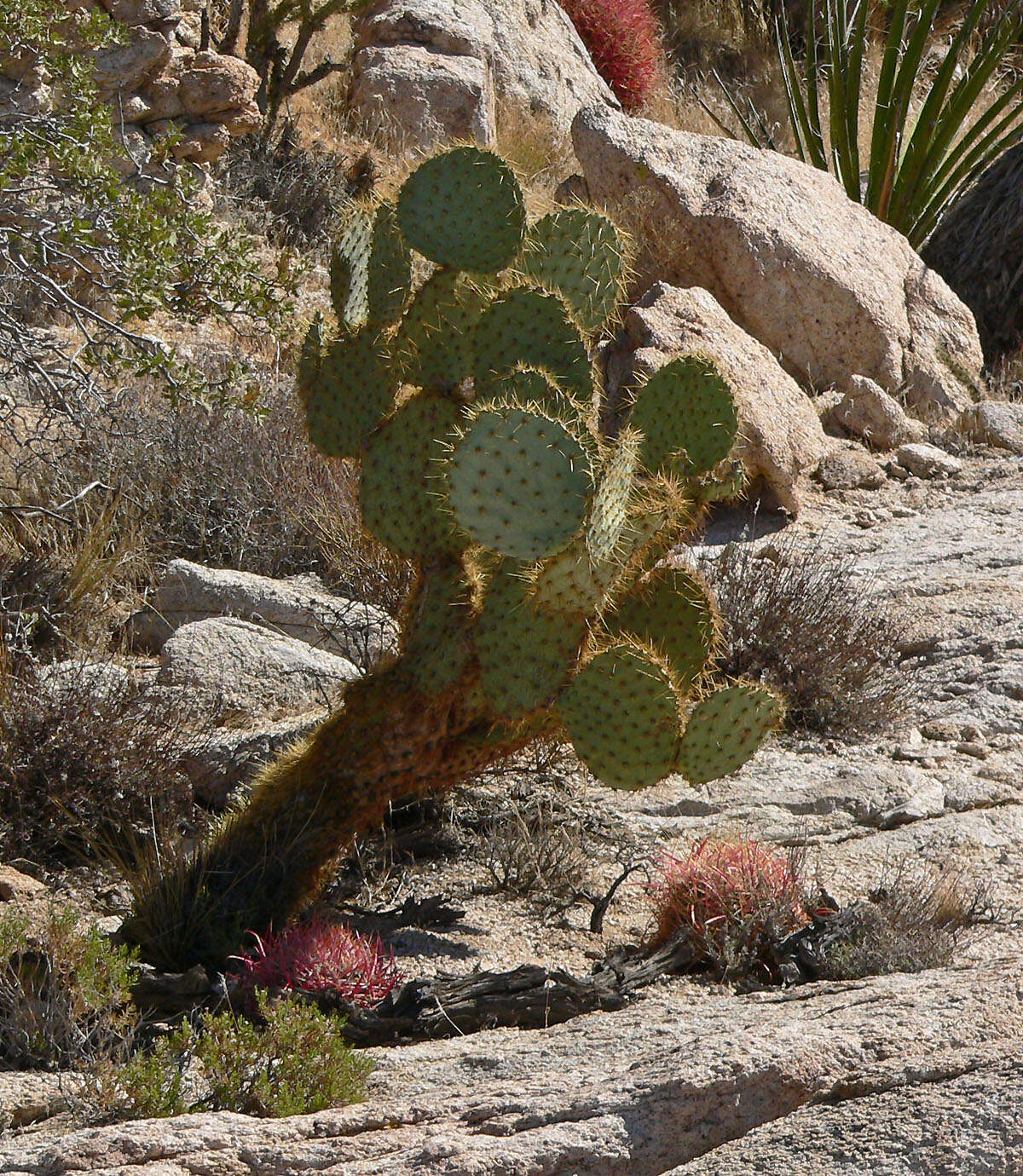 Image of Dollar-joint Prickly-pear