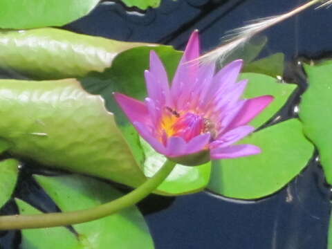 Image de Nymphaea nouchali var. zanzibariensis (Casp.) B. Verdcourt