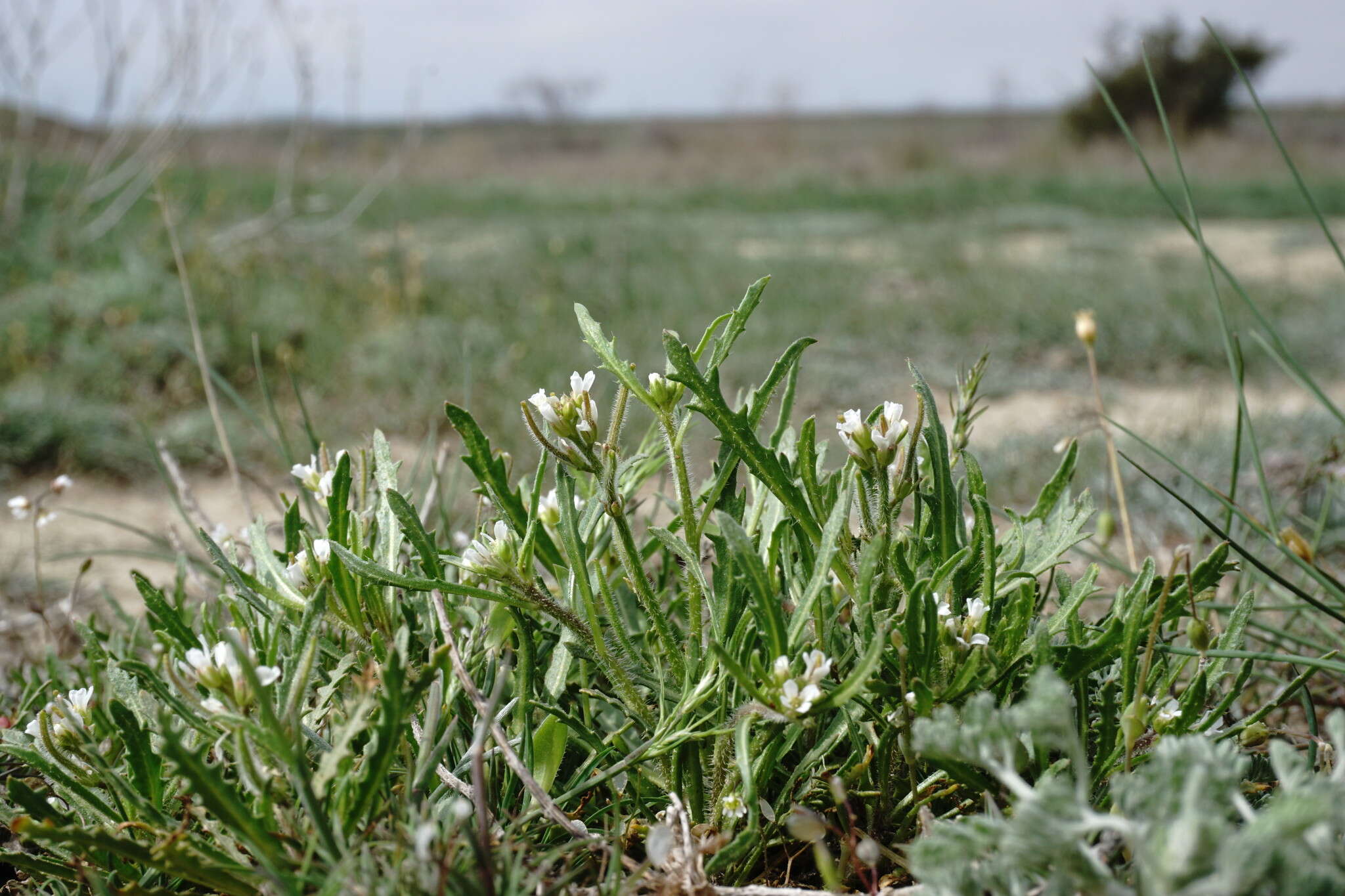 Image of Neotorularia torulosa (Desf.) Hedge & J. Léonard