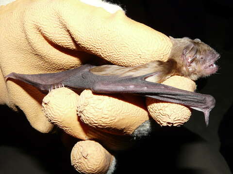 Image of White-bellied House Bat