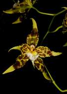 Image of Oncidium hallii (Lindl.) Beer