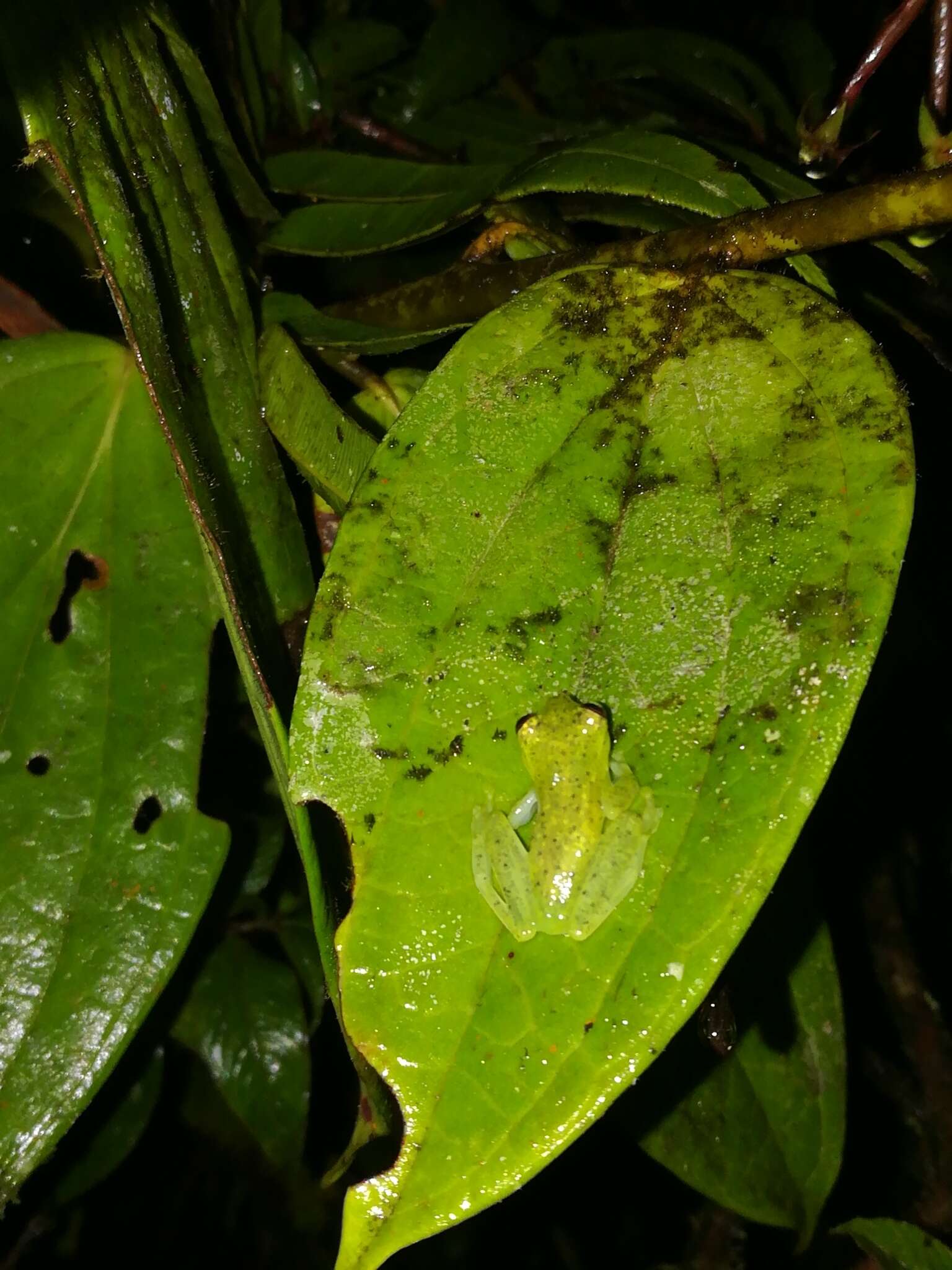 Image of Glass frog