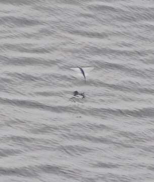 Image of California flyingfish