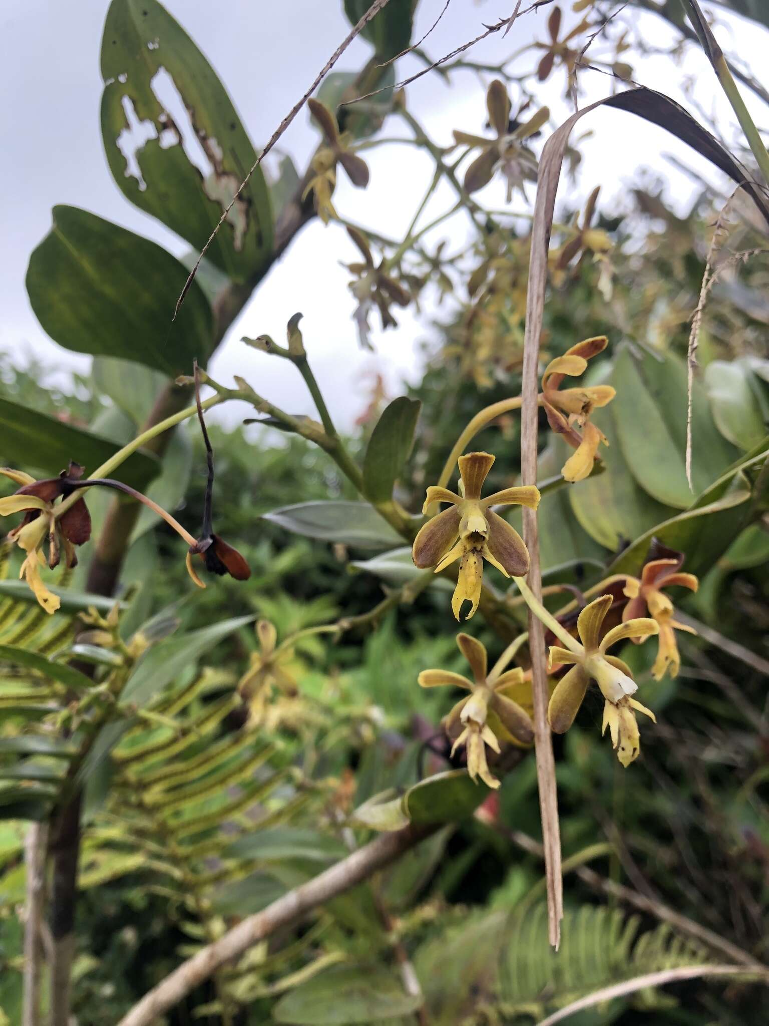 Image of Epidendrum exasperatum Rchb. fil.