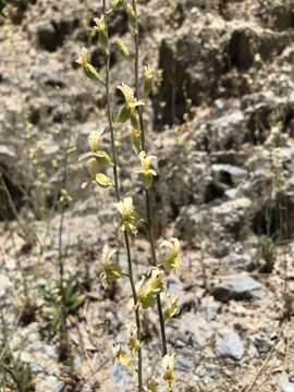 Image of Streptanthus glandulosus subsp. sonomensis (Kruckeberg) M. Mayer & D. W. Taylor