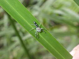 Image of Cosmophasis valerieae Prószyński & Deeleman-Reinhold 2010