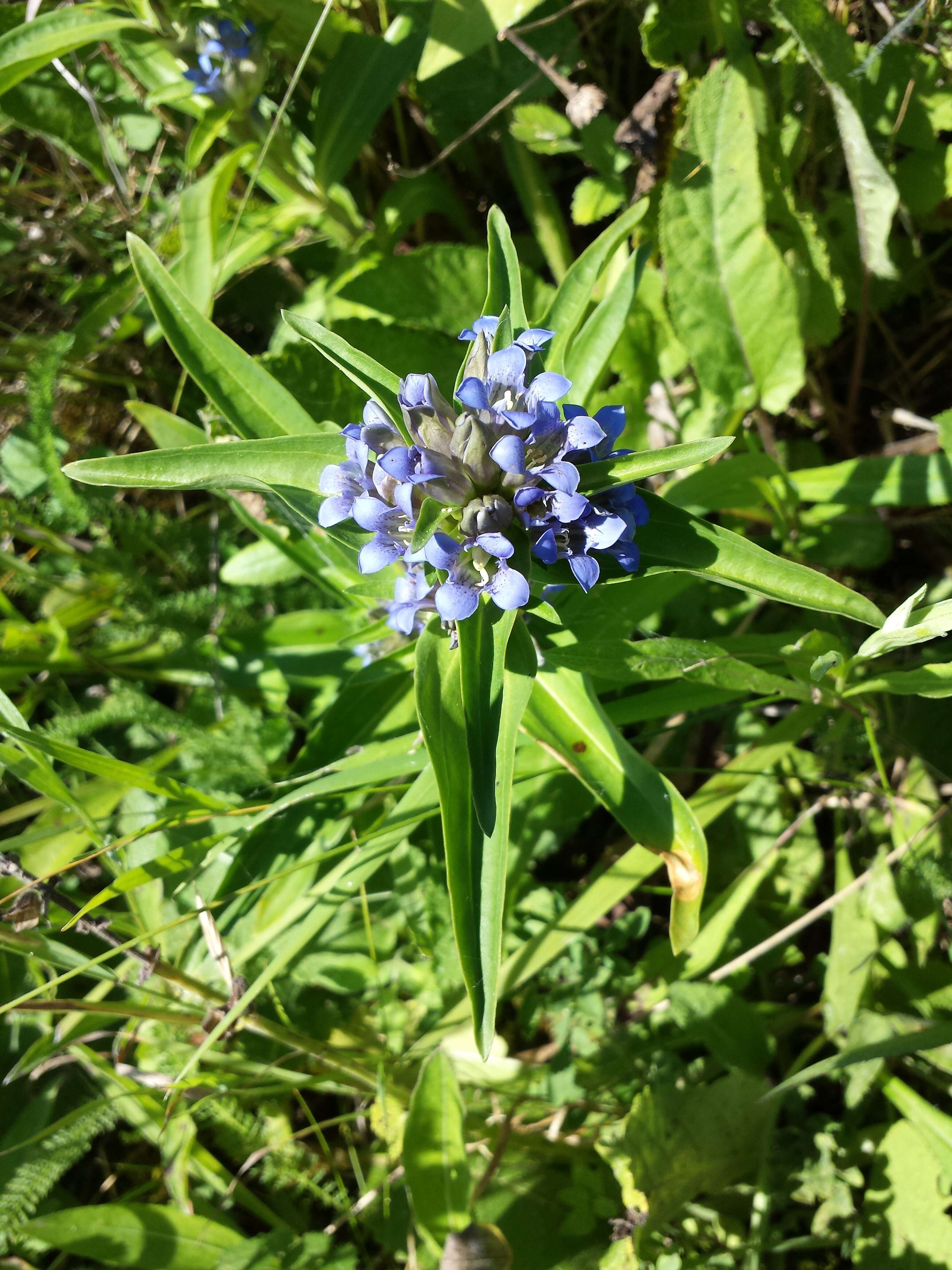 Image of Cross gentian