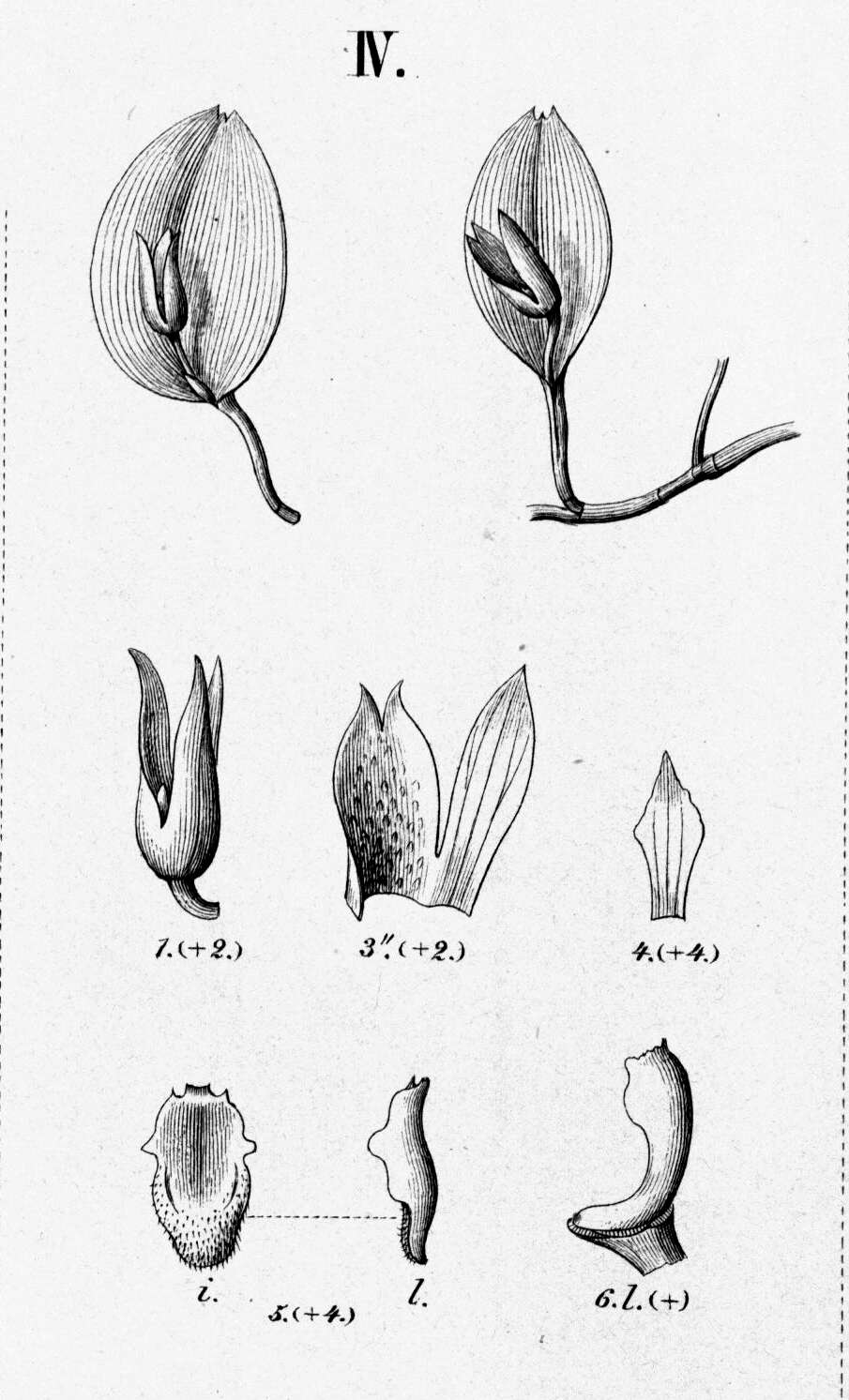 Image of Acianthera bidentula (Barb. Rodr.) Pridgeon & M. W. Chase