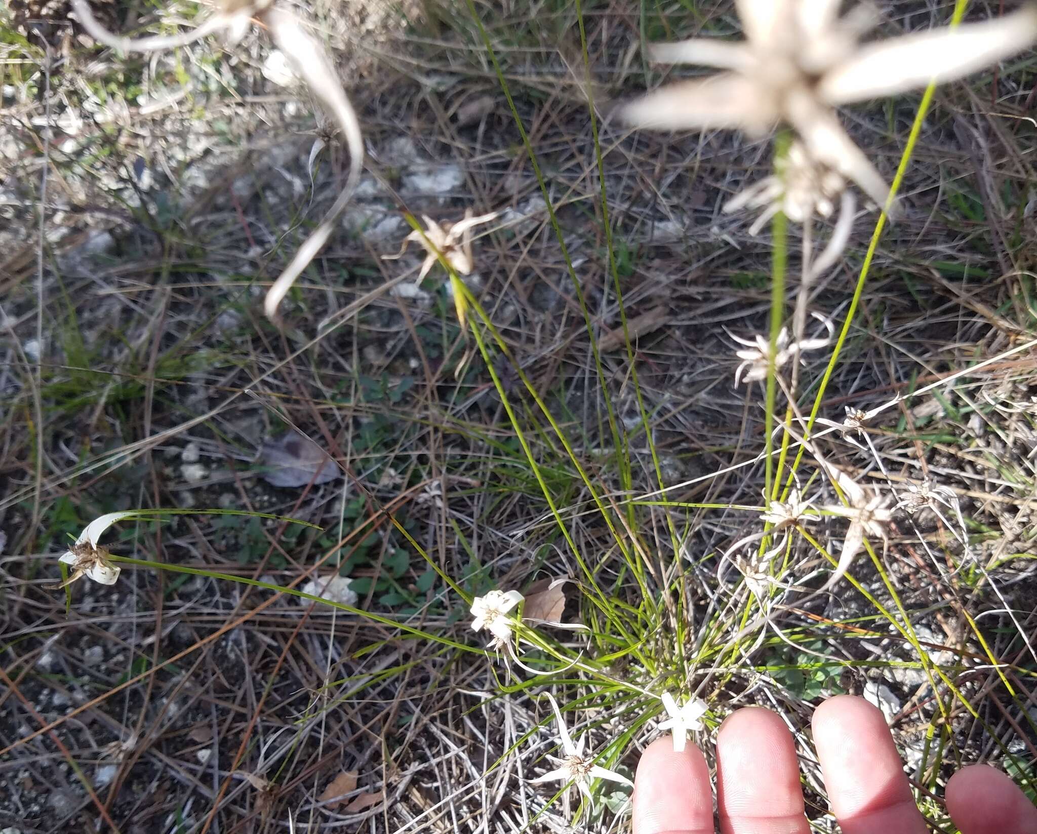 Image of Florida Whitetop