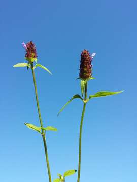 Image of common selfheal