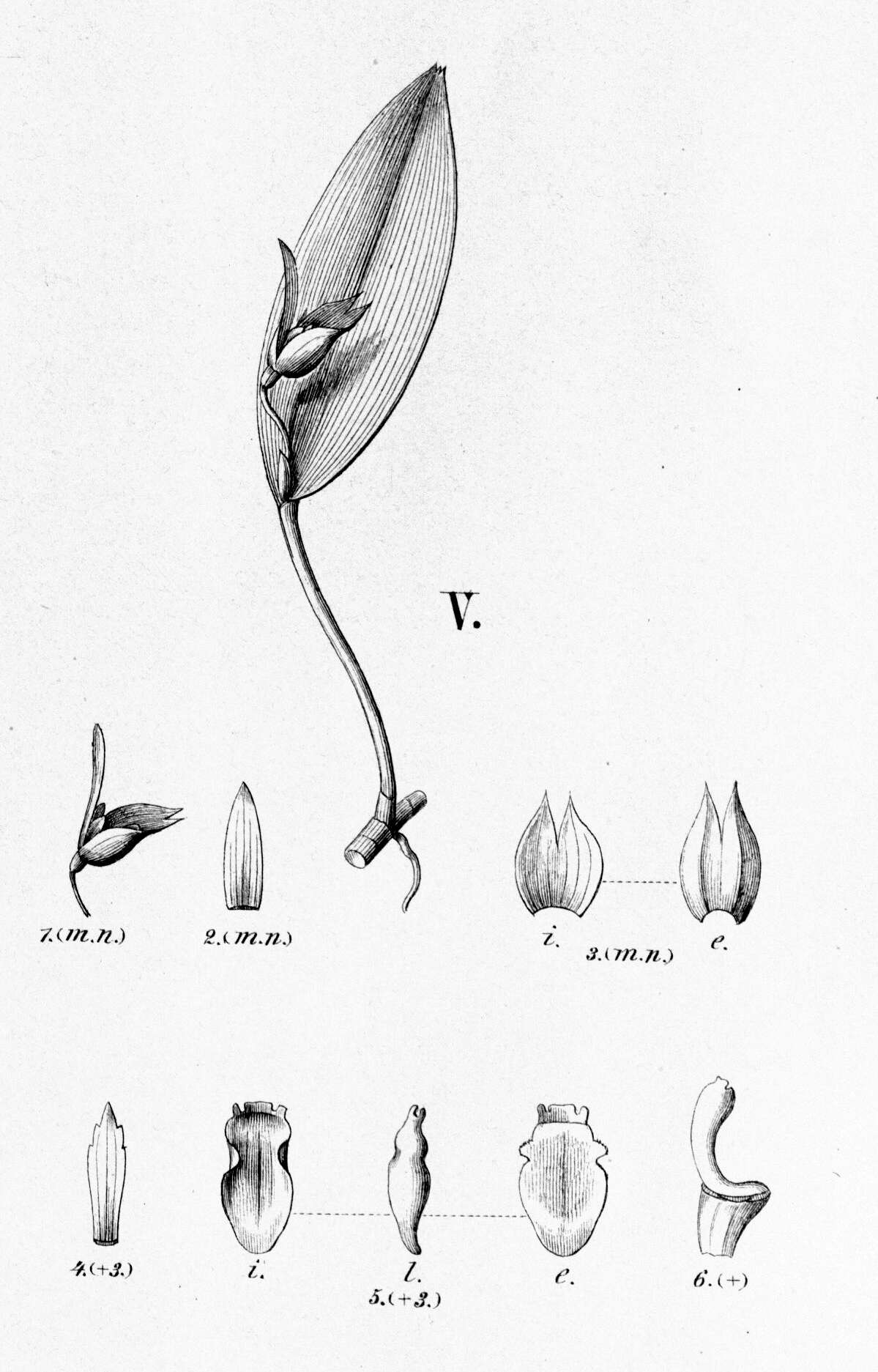 Imagem de Acianthera saundersiana (Rchb. fil.) Pridgeon & M. W. Chase