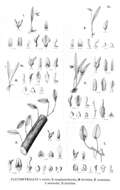 Image of Acianthera micrantha (Barb. Rodr.) Pridgeon & M. W. Chase