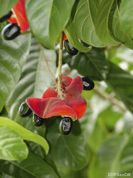 Image de Sterculia parviflora Roxb.