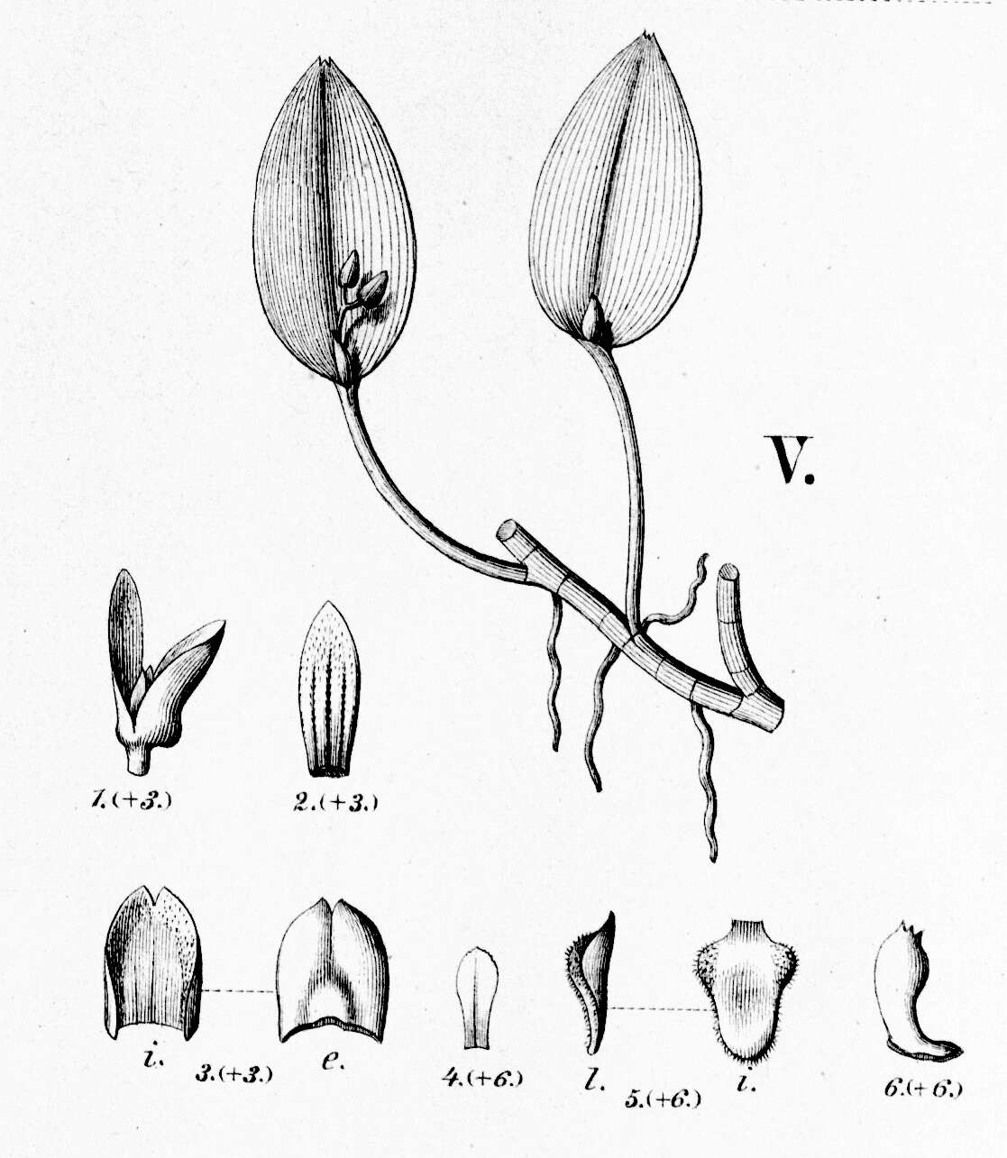 Image of Acianthera micrantha (Barb. Rodr.) Pridgeon & M. W. Chase