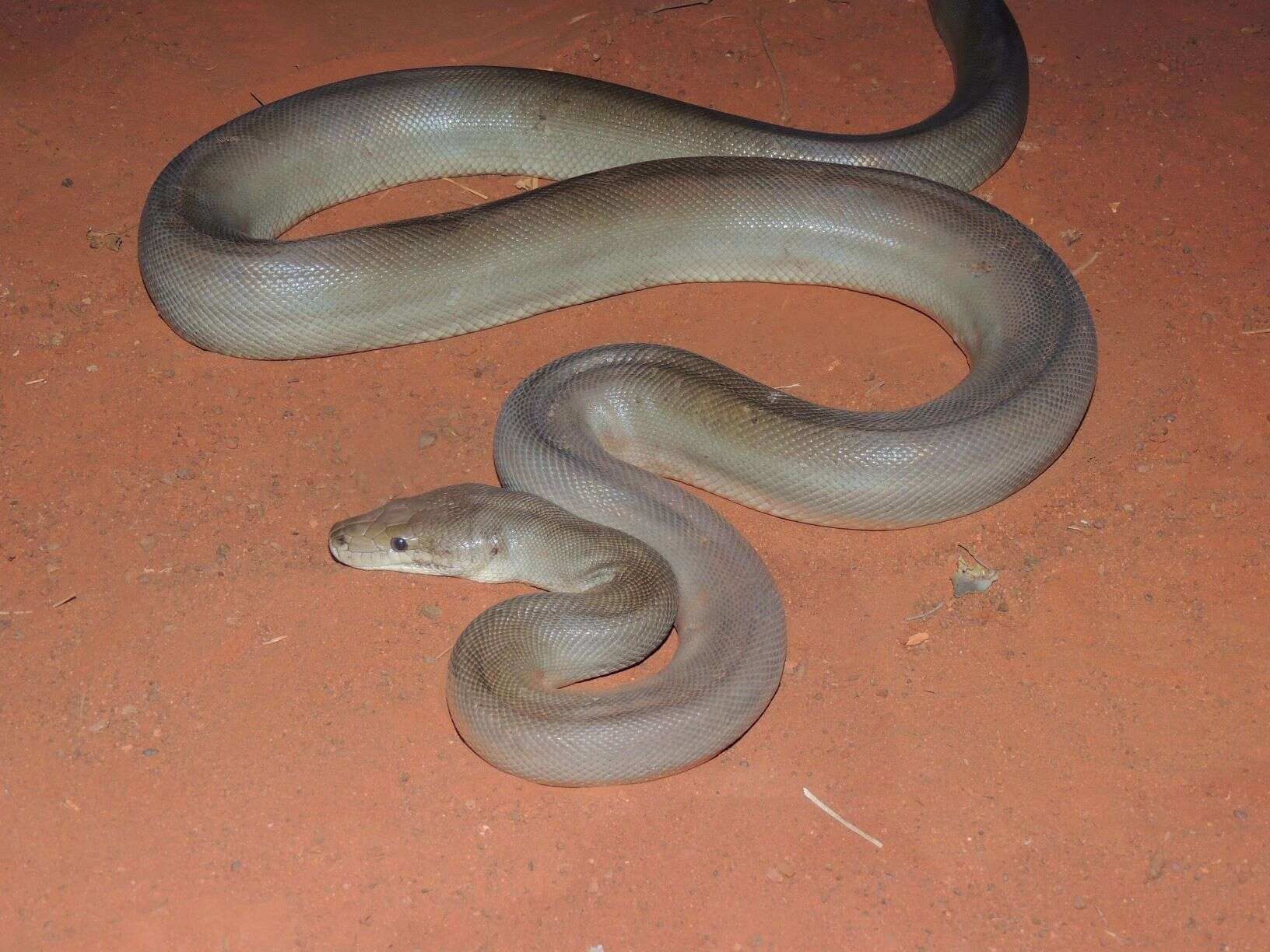 Image of Olive Python