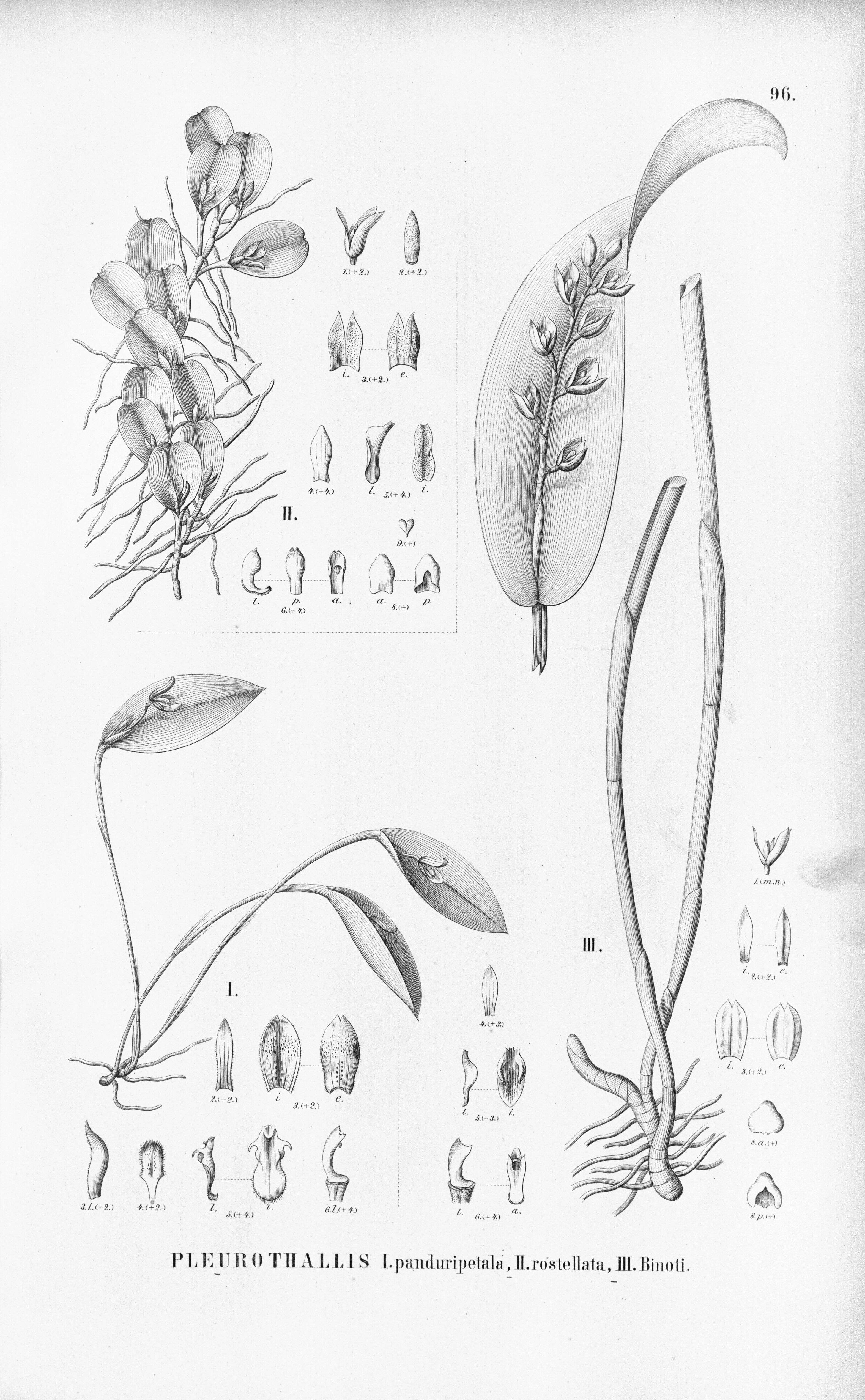 Image of Acianthera rostellata (Barb. Rodr.) Luer